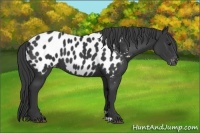 Horse Color:Black Appaloosa 