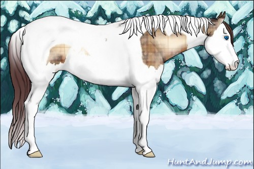 Horse Color:Plaid  Chocolate Brown Onyx Splash Tobiano 