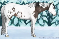 Horse Color:Brown Sabino Splash Tobiano Appaloosa 