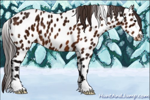 Horse Color:Buckskin Ice Appaloosa 