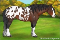 Horse Color:Brown Sabino Splash Appaloosa 