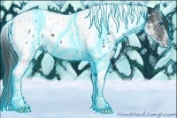 Horse Color:Thunderstruck Black Ice Splash Tobiano Appaloosa 