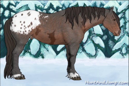 Horse Color:Liver Chestnut Ice Appaloosa 