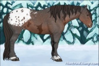 Horse Color:Liver Chestnut Ice Appaloosa 