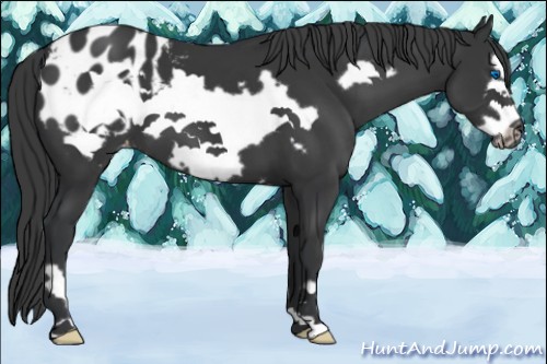 Horse Color:Black Frame Appaloosa 