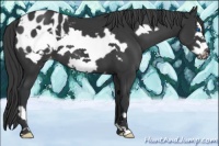 Horse Color:Black Frame Appaloosa 