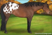 Horse Color:Brown Appaloosa 