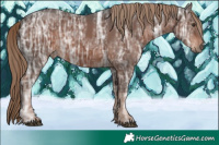 Horse Color:Liver Chestnut Ice 