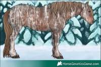 Horse Color:Liver Chestnut Ice