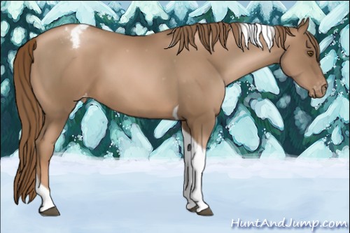 Horse Color:Liver Chestnut Pearl Tobiano Appaloosa 