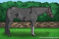 Horse Color:Black Ice Tobiano