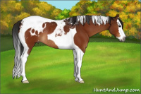 Horse Color:Gray Bay Splash Tobiano Appaloosa Rabicano 