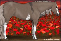 Horse Color:White Spotted Silver Grullo 