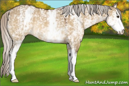 Horse Color:White Spotted Silver Buckskin Dun Rabicano 