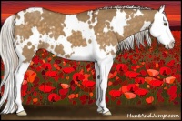 Horse Color:White Spotted Silver Buckskin Dun Splash 