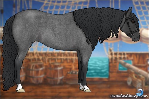 Horse Color:Blue Roan