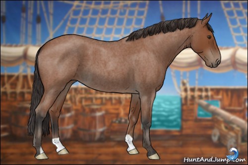 Horse Color:Bay Roan 