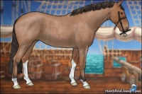 Horse Color:Bay Roan 