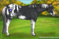 Horse Color:White Spotted Black Splash Tobiano Frame Appaloosa 