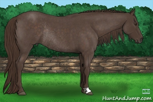 Horse Color:Liver Red Roan Frame Rabicano 