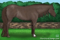 Horse Color:Liver Red Roan Frame Rabicano 
