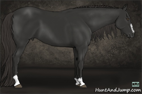 Horse Color:Liver Chestnut Sabino 