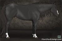 Horse Color:Liver Chestnut Sabino