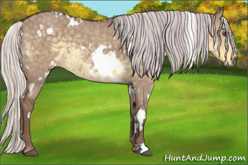 Horse Color:White Spotted Chocolate Silver Smoky Grullo Chinchilla 