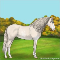 Horse Color:Perlino Sabino  and Perlino Sabino 