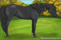 Horse Color:Black and Black