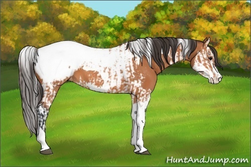 Horse Color:Bay Splash Tobiano Appaloosa  and Bay Splash Tobiano Appaloosa 