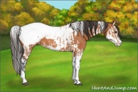 Horse Color:Bay Splash Tobiano Appaloosa  and Bay Splash Tobiano Appaloosa 