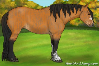 Horse Color:Gray Bay Dun Sabino  and Gray Buckskin 