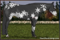 Horse Color:Black Ice 