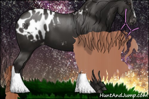 Horse Color:Liver Chestnut Appaloosa 