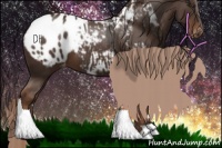 Horse Color:Liver Chestnut Appaloosa 