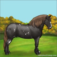 Horse Color:White Spotted Liver Chestnut 