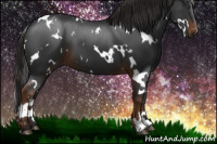 Horse Color:Gray White Spotted Liver Chestnut 