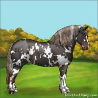 Horse Color:White Spotted Liver Chestnut 