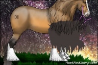 Horse Color:Buckskin Splash 