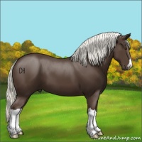 Horse Color:Liver Chestnut 