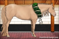 Horse Color:Gold Champagne 