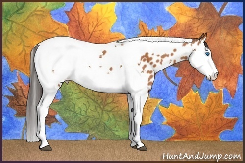 Horse Color:Bay Splash Tobiano Near Leopard and Bay Splash Tobiano Near Leopard