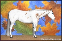 Horse Color:Bay Splash Tobiano Near Leopard and Bay Splash Tobiano Near Leopard