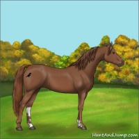 Horse Color:Chestnut 