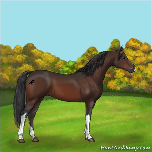 Horse Color:Bay 