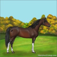 Horse Color:Bay 