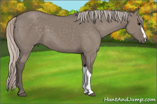 Horse Color:Silver Grullo