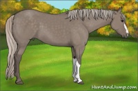 Horse Color:Silver Grullo 