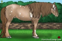 Horse Color:White Spotted Liver Chestnut Pearl 